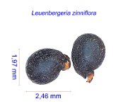 Leuenbergeria zinniflora Cuba JMA.jpg